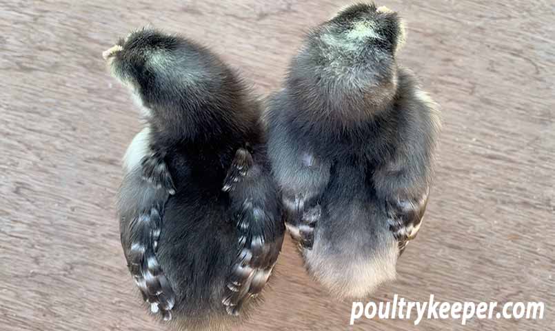 Male and Female Cuckoo Marans Chicks