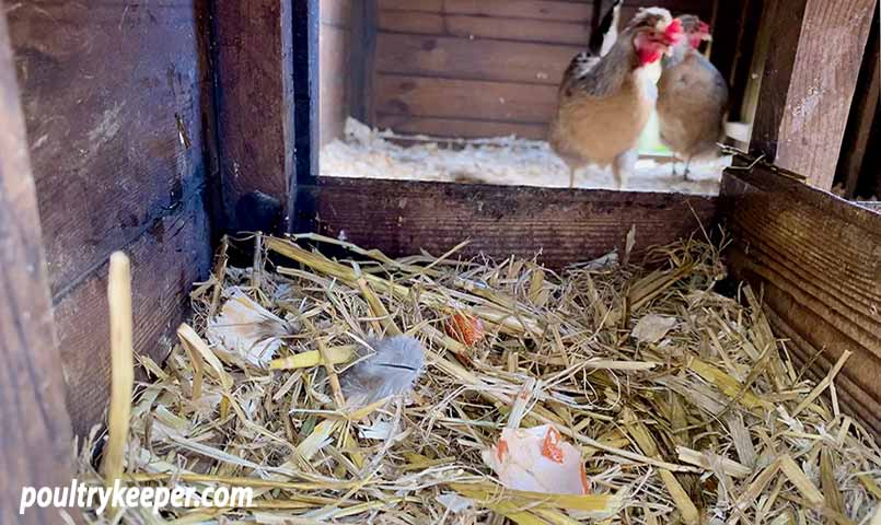 Broken Egg in Nest Box