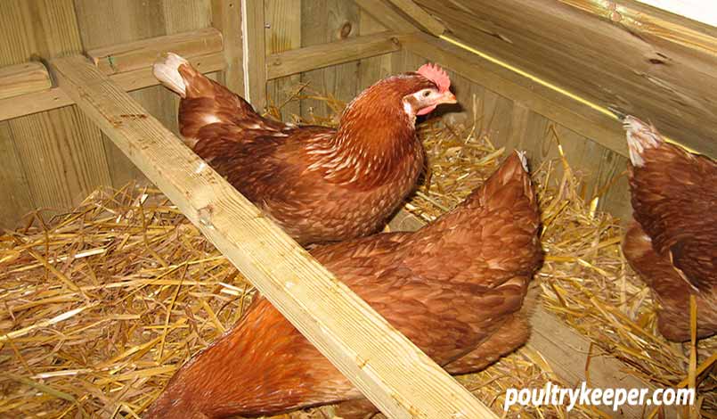 Chicken Coop Floor and Nest with Hens