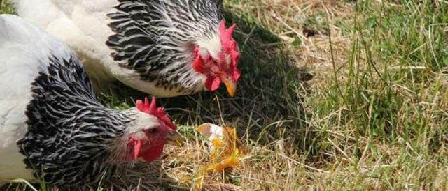 Chickens Eating Eggs