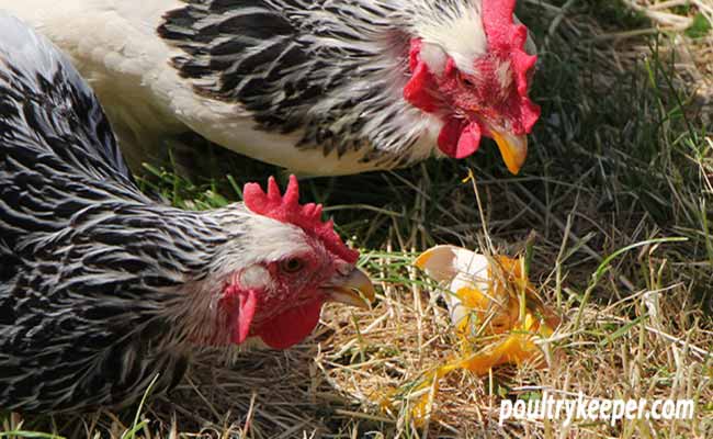 Chickens Eating Eggs