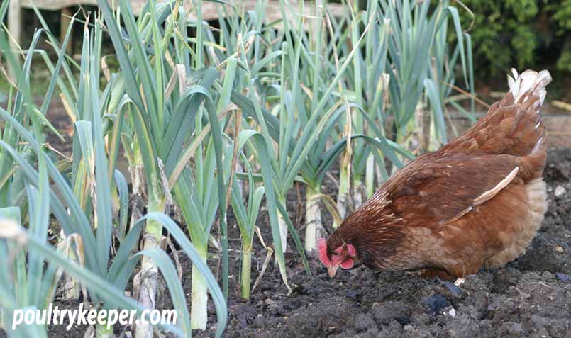 Chicken on a Vegetable Garden