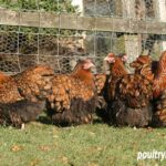 Breeding Group of Gold Laced Orpingtons