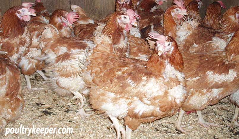 Ex-Commercial Hens