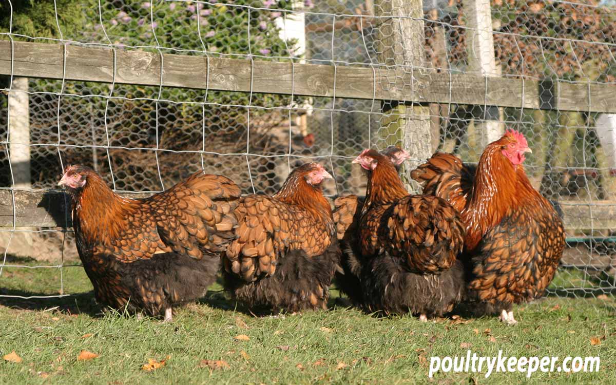 Orpington Chickens Breeding