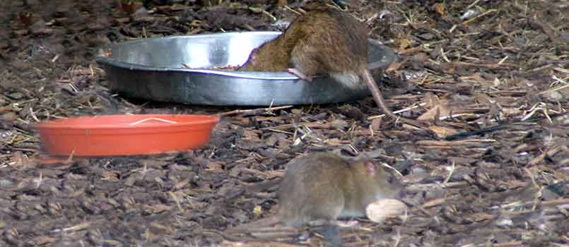 How to Catch & Trap Rats like a Pro: 7 Easy Steps