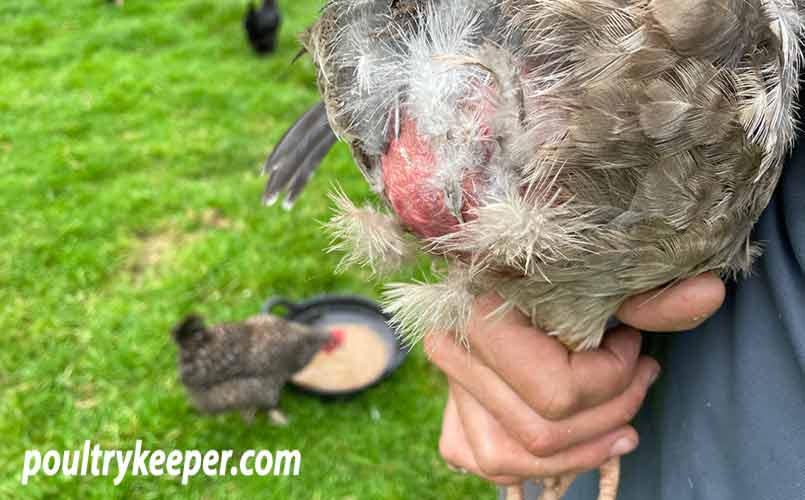 Chicken with Swollen Abdomen