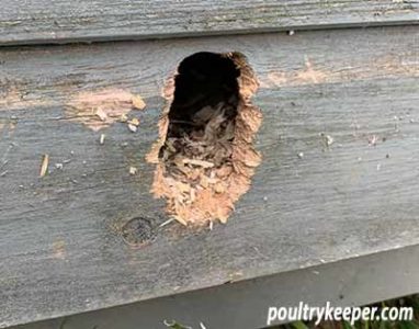 rat hole in chicken house