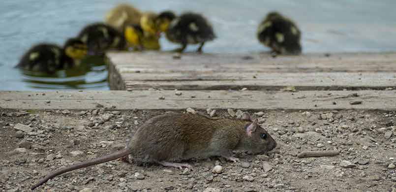 Rats Near Ducklings