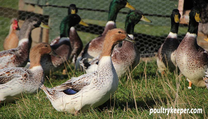 Young Abacot Ranger Ducks and Drakes