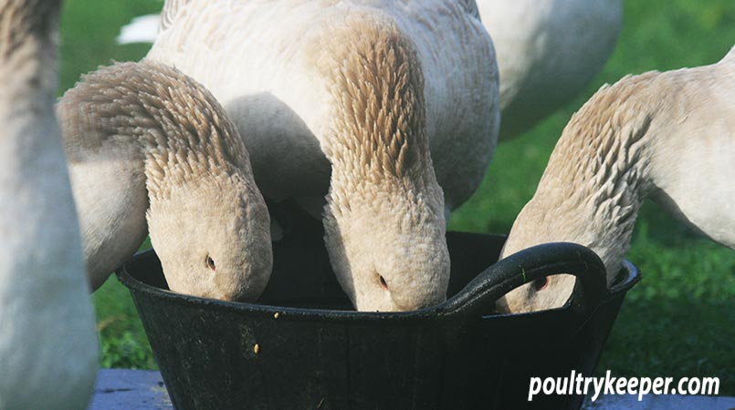 Canada geese can you eat vegetables best sale