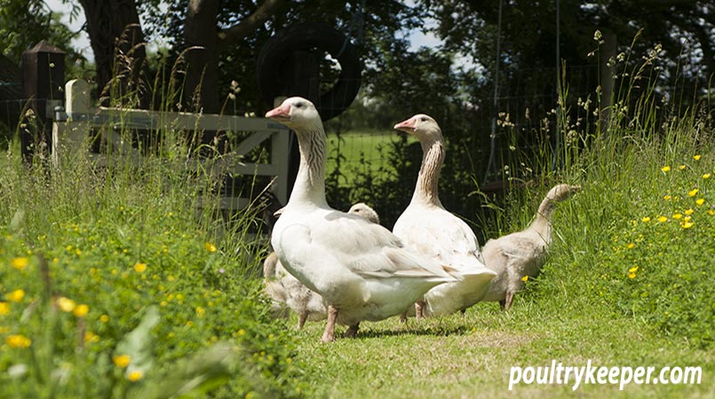 Geese for Grass Control