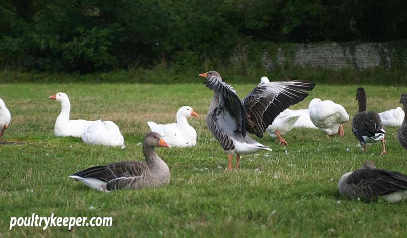 Geese on Village Green