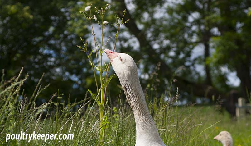 Goose feeding on seed head.