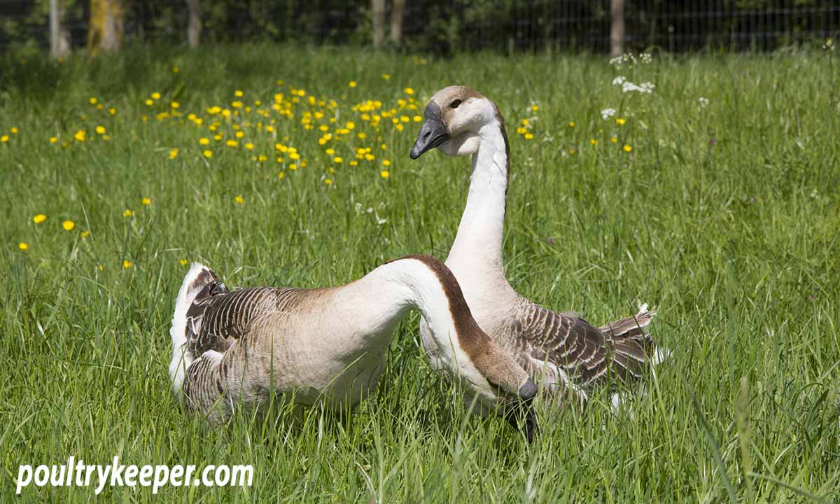 Can you eat canada geese clearance uk