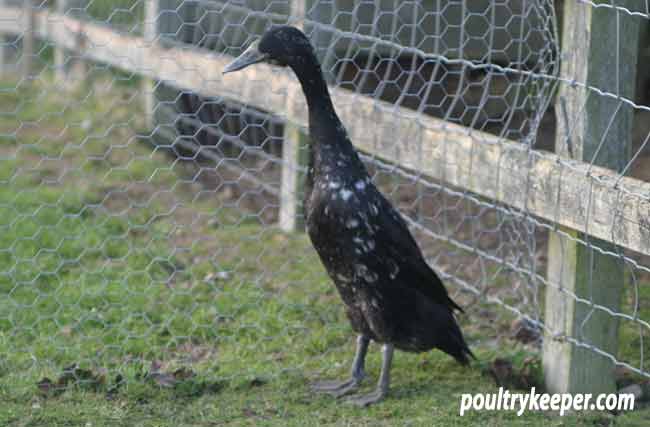 Runner Duck With White Patches