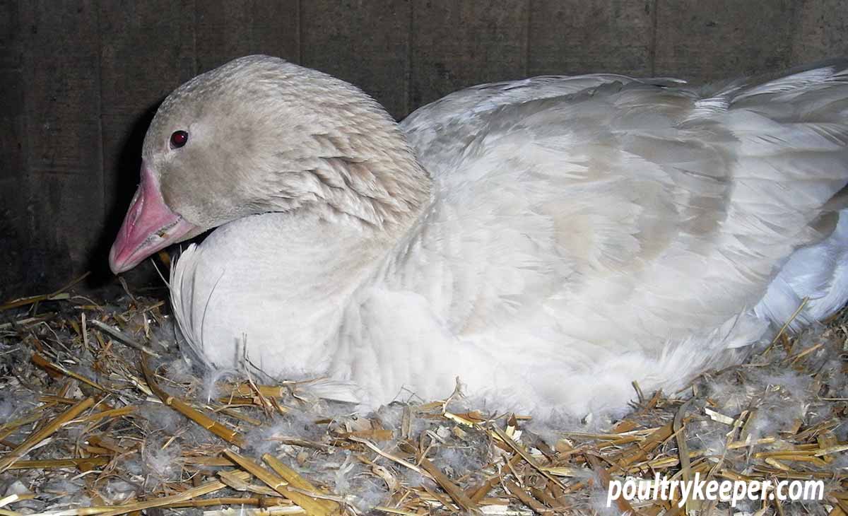 Caring for a Broody Goose