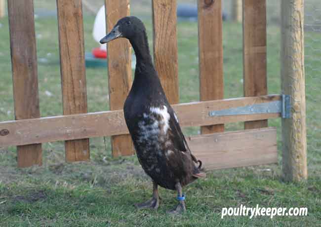 Runner Duck with White Patches