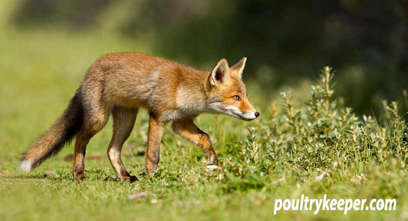 A rural fox stalking.