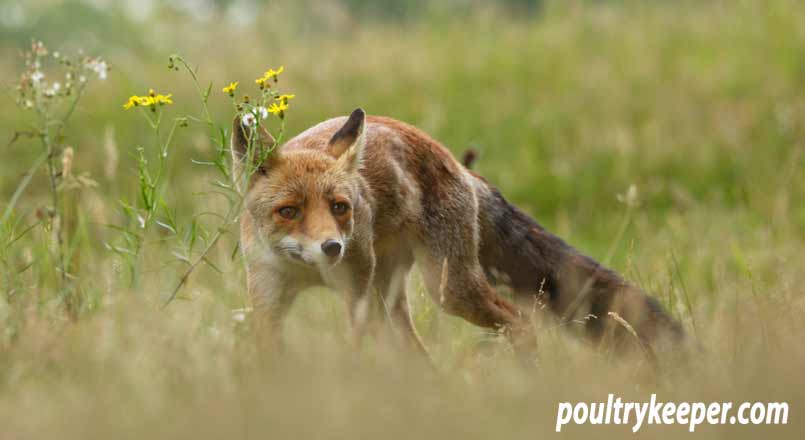 A fox stalking through the grass