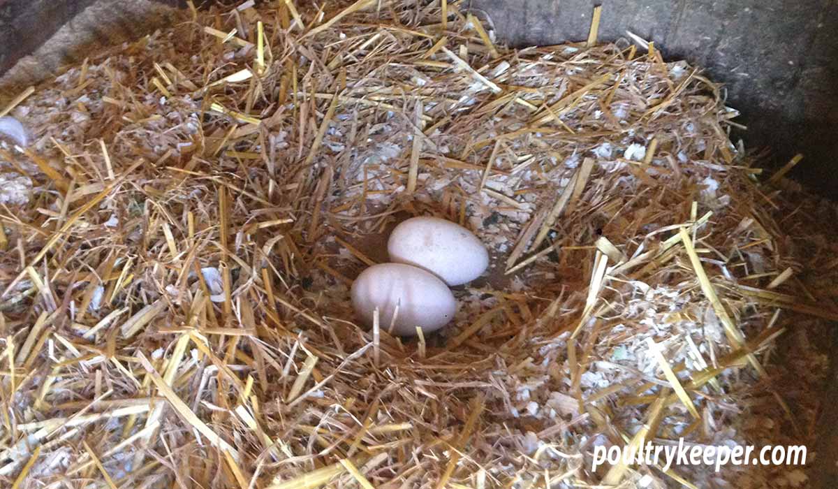 How do you know if Goose is ready to incubate her eggs