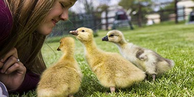 Raising Goslings