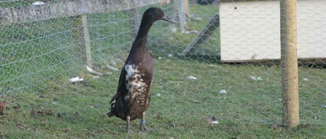 White patches on ducks