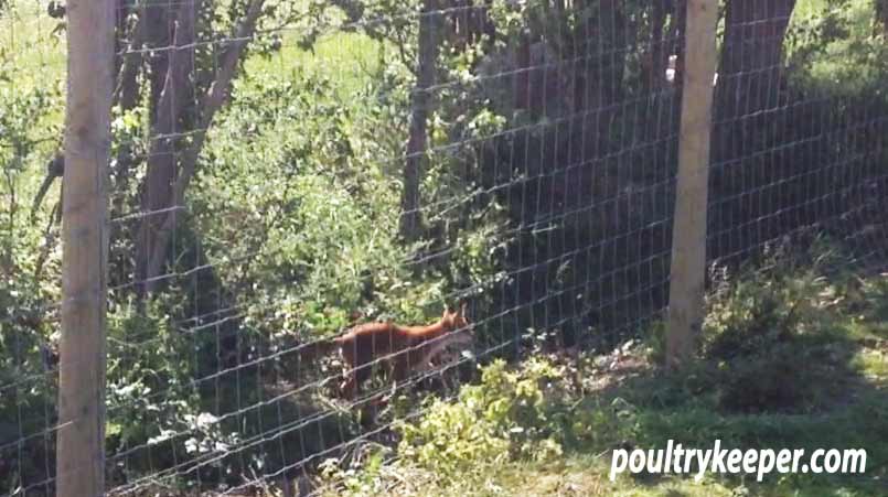 Young Fox walking past Poultry Run