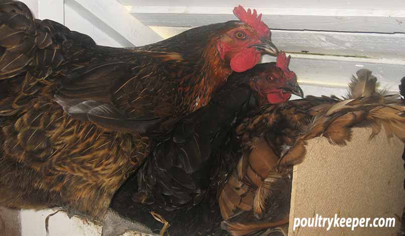 Chickens Nest Box