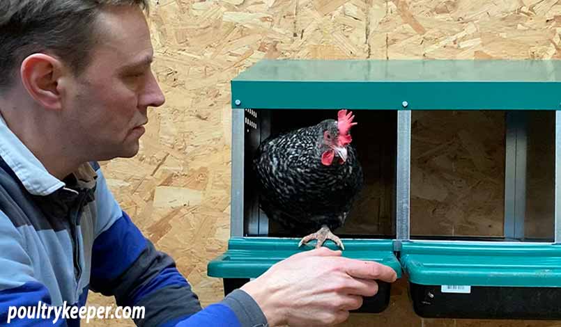 Chicken in Nest Box