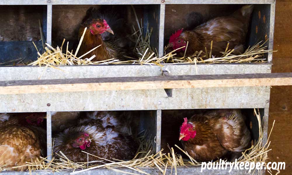 Chicken Coop Nesting Boxes