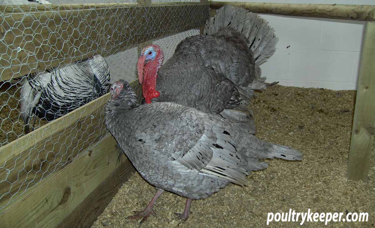 Beginners Guide To Keeping Turkeys