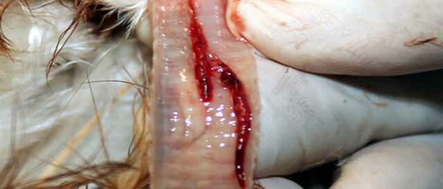 Gapeworm 6 Gapeworm