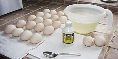 How to Clean Eggs for Incubation