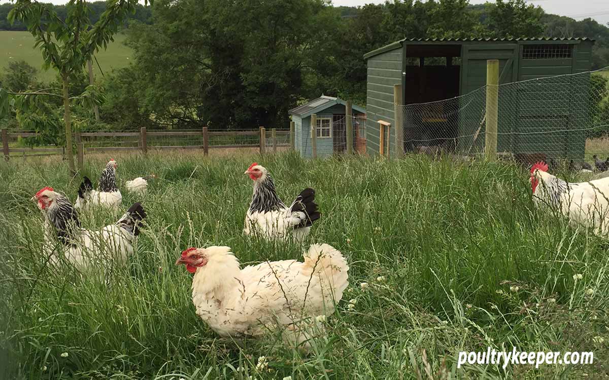 The Small-Scale Poultry Flock, Revised Edition: An All-Natural