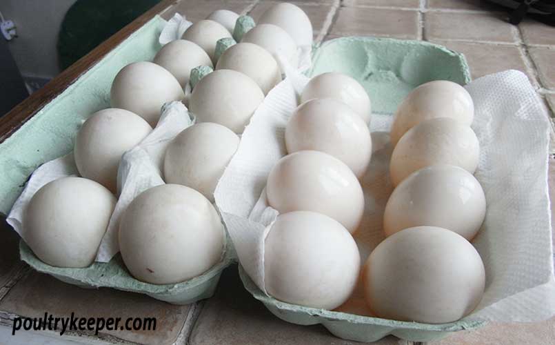 Washed eggs ready for incubation