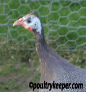 Female Guinea Fowl