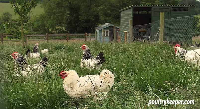 How To Stop A Broody Hen