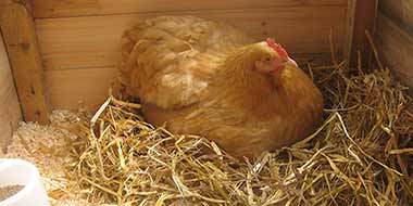 Hatching eggs with a broody hen