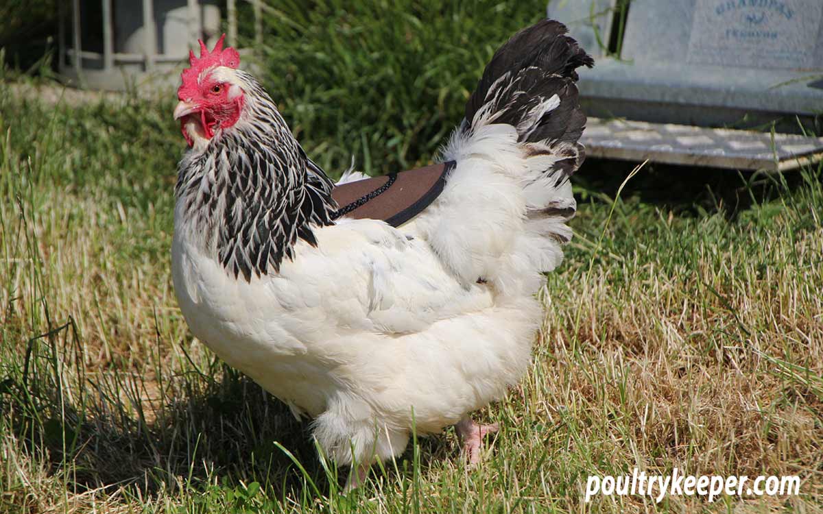 Hen wearing poultry saddle