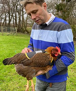 Poultry Saddle fitted