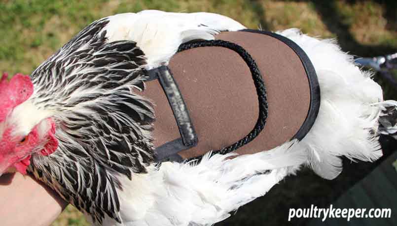 Hen Wearing Poultry Saddle