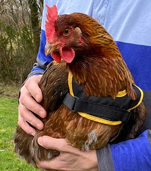 Poultry Saddle Front View