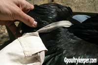 Fitting a Poultry Saddle