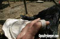 Fitting a Poultry Saddle