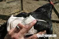 Fitting a Poultry Saddle