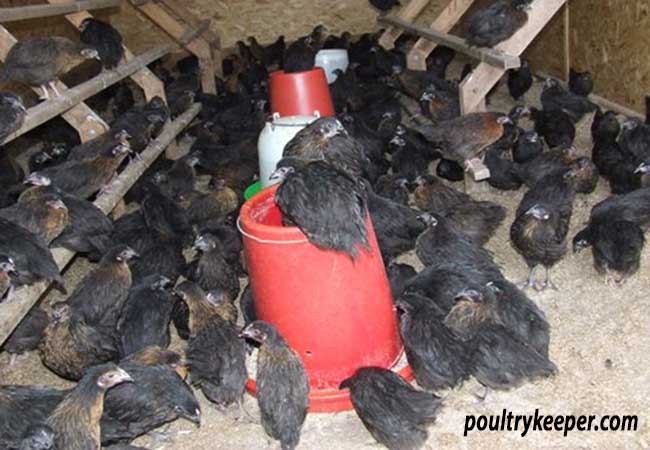 Young Black Rock Chickens