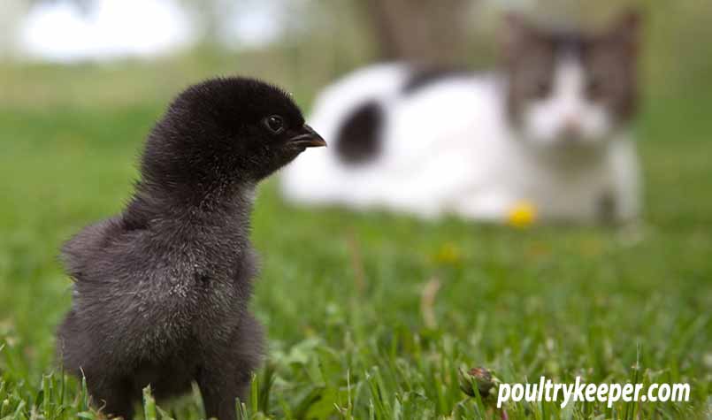 Chick with cat watching