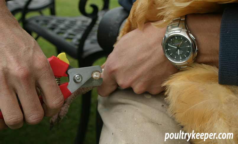 How to Trim Rooster Spurs