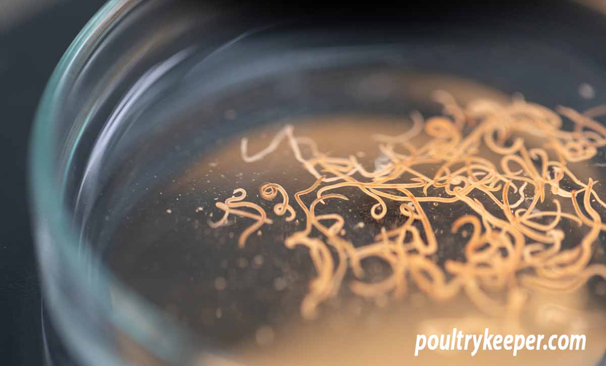 Roundworm in Chickens